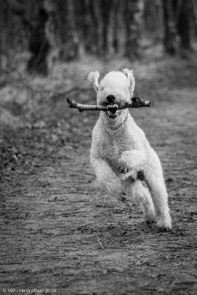 2013-12-31 Svet - Aveline - Alanna-8899-2a.jpg